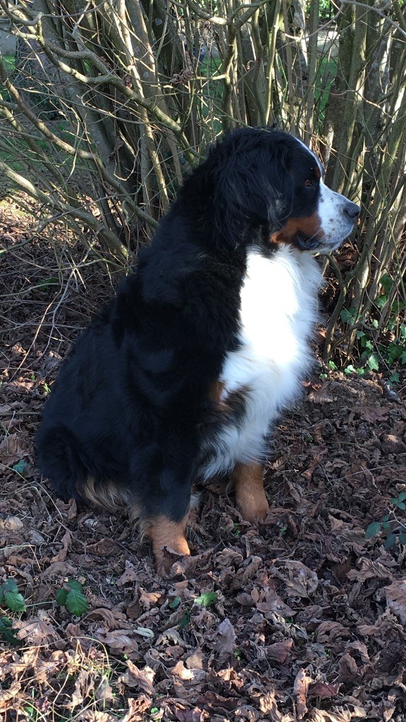 Isie love Du bois de cissard