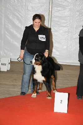 Du bois de cissard - résultas CACIB Bourges le 20 fevrier 2011