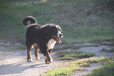 Du bois de cissard - reprise des cours au club canin pour falcon