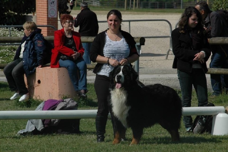 Falcon de la colline de Rilhat NE 2014