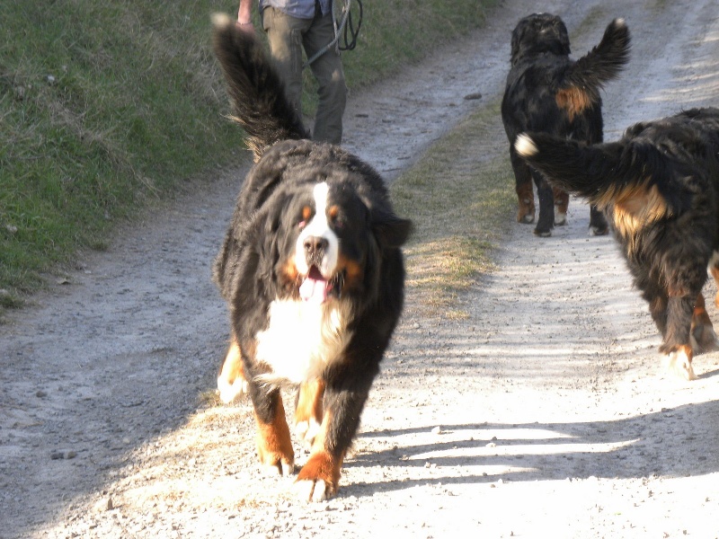 les boubous en ballade