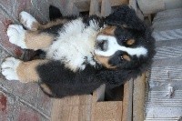 CHIOT