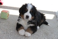 CHIOT