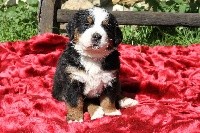 CHIOT