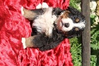 CHIOT