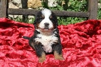 CHIOT